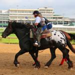 How Harley the Magnificent Became a Breyer Horse Model
